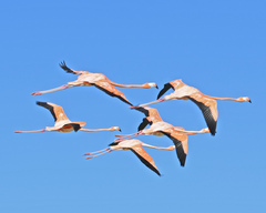 Phoenicopterus ruber