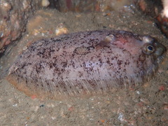 Zeugopterus punctatus