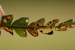Aspilanta argentifera