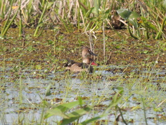 Amazonetta brasiliensis