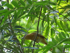 Pachyramphus castaneus