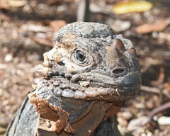 Cyclura cornuta