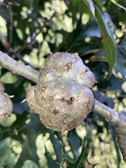 Callirhytis quercuscornigera