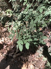 Rosa californica