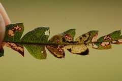 Aspilanta argentifera