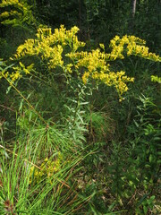 Solidago odora