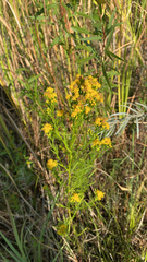 Euthamia occidentalis