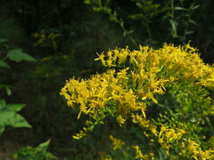 Solidago odora