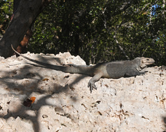 Cyclura cornuta