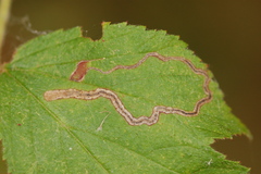 Stigmella villosella