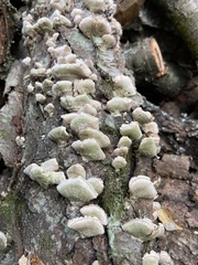 Trichaptum abietinum