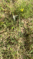 Andropogon ternarius