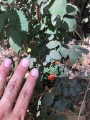 Rosa californica