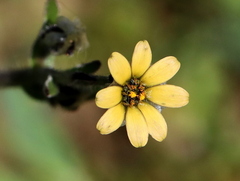 Osteospermum monstrosum