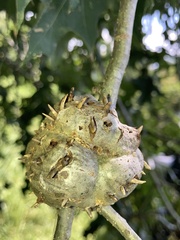 Callirhytis quercuscornigera