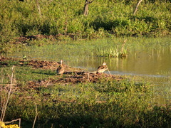 Amazonetta brasiliensis