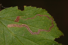Stigmella villosella