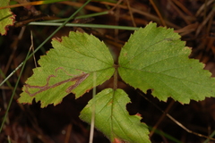 Stigmella villosella