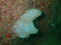 Phallusia mammillata