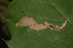 Coptotriche castaneaeella