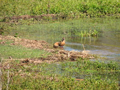 Amazonetta brasiliensis