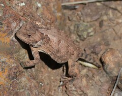 Phrynosoma hernandesi