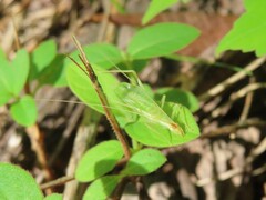 Oecanthus niveus