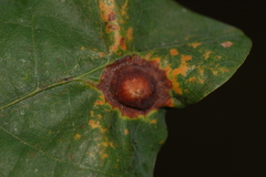 Callirhytis quercusfutilis