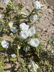 Euploca convolvulacea