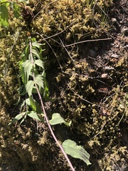 Nothochelone nemorosa