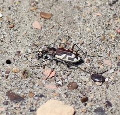 Cicindela lengi