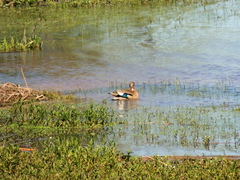 Amazonetta brasiliensis