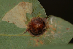 Callirhytis quercusfutilis