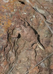 Phrynosoma hernandesi