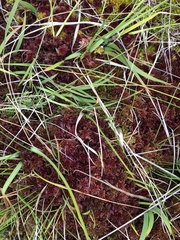 Sphagnum rubellum