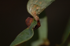 Callirhytis quercusfutilis