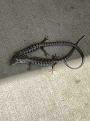 Elgaria multicarinata