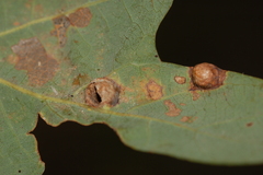 Callirhytis quercusfutilis