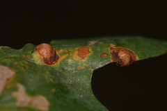 Callirhytis quercusfutilis