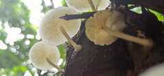 Lactocollybia