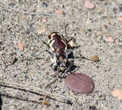 Cicindela lengi
