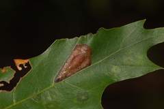 Phyllonorycter basistrigella