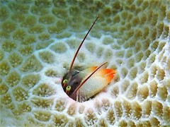 Paguritta corallicola