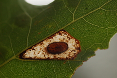 Phyllonorycter basistrigella