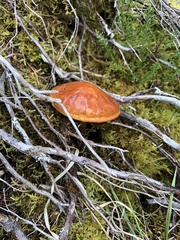 Suillus grevillei