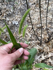 Setaria