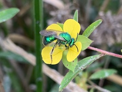 Augochloropsis