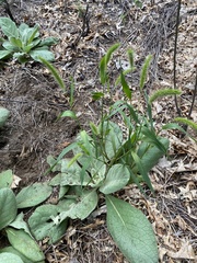 Setaria