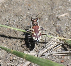 Cicindela lengi