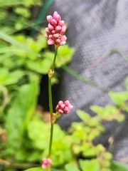 Persicaria maculosa